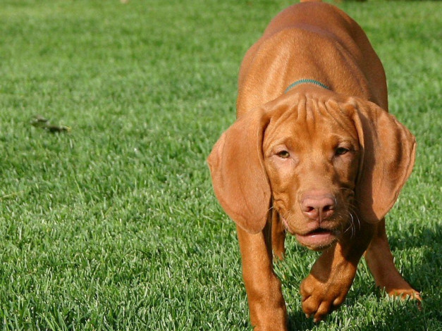 Обои картинки фото животные, собаки