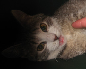 Картинка шкода животные коты