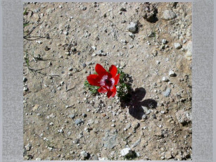 Картинка цветы тюльпаны