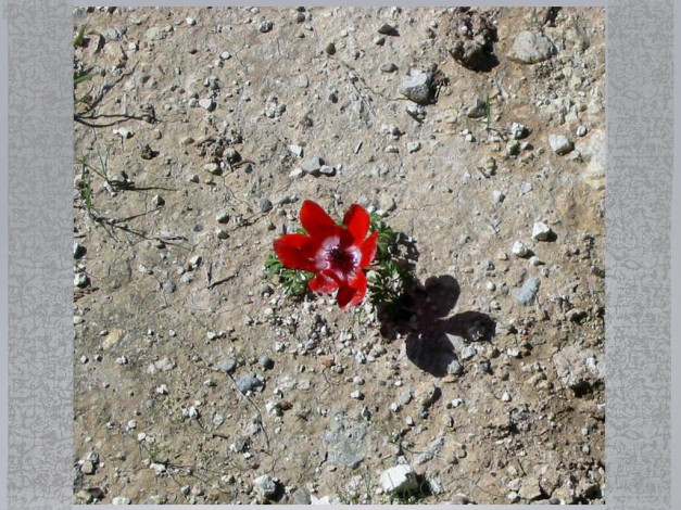 Обои картинки фото цветы, тюльпаны