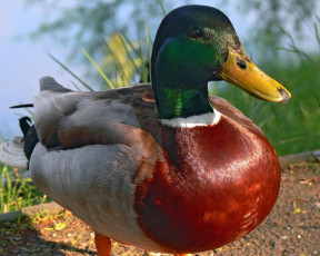 Картинка животные утки