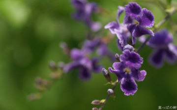 Картинка цветы дуранта