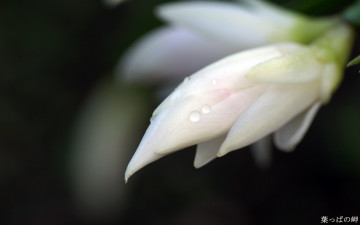 Картинка цветы кактусы