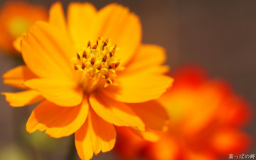 Картинка цветы космея