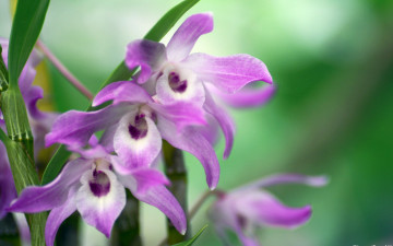 Картинка цветы орхидеи