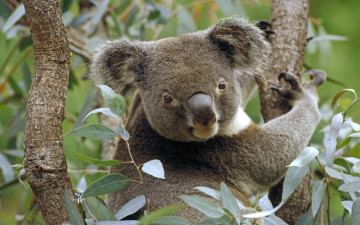 Картинка животные коалы