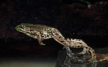 Картинка животные лягушки