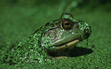 Картинка животные лягушки