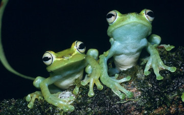 Картинка животные лягушки