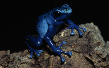 Картинка животные лягушки