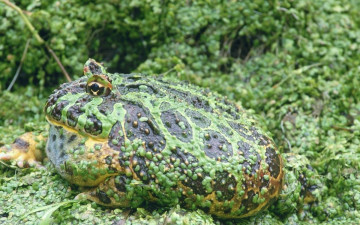 Картинка животные лягушки