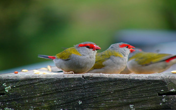 Картинка животные птицы