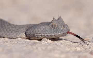 Картинка животные змеи питоны кобры