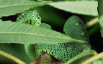 Картинка животные змеи питоны кобры