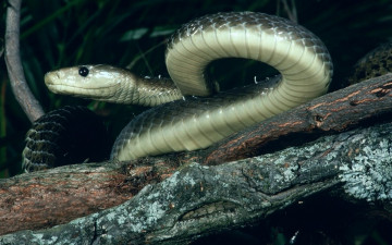 Картинка животные змеи питоны кобры