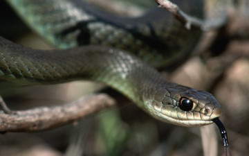 Картинка животные змеи питоны кобры