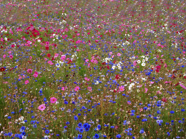 Обои картинки фото цветы, луговые, полевые