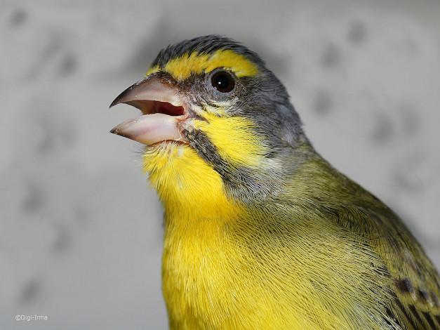 Обои картинки фото животные, птицы