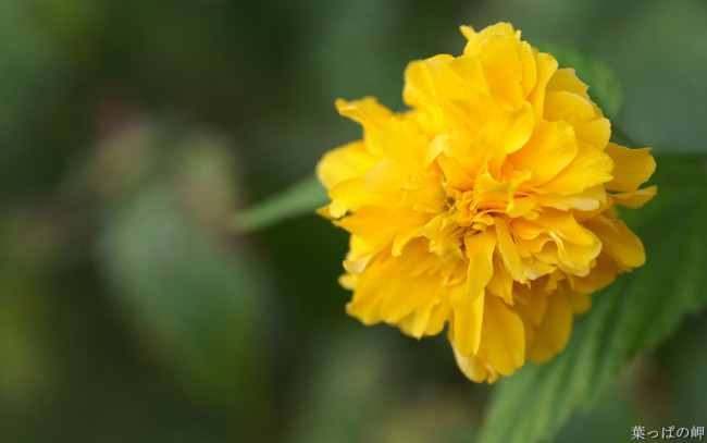 Обои картинки фото цветы, бархатцы