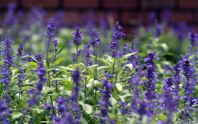 Обои картинки фото цветы, луговые, полевые