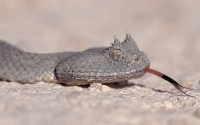 Обои картинки фото животные, змеи, питоны, кобры