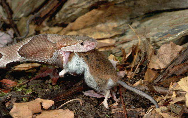 Обои картинки фото животные, змеи, питоны, кобры