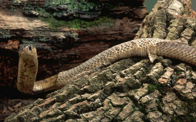 Обои картинки фото животные, змеи, питоны, кобры