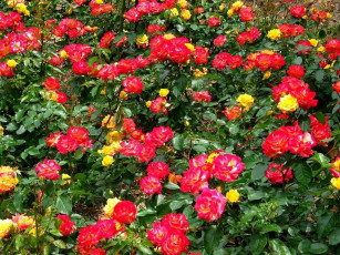 Картинка цветы розы