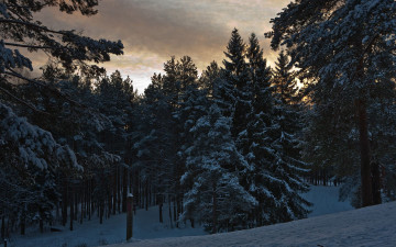 Картинка природа лес