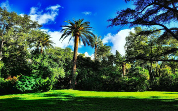 Картинка природа тропики