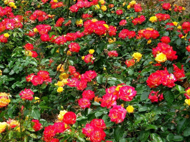 Обои картинки фото цветы, розы