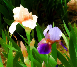 Картинка разное компьютерный+дизайн ирисы цветы