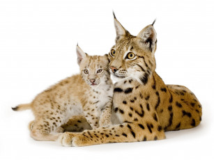 Картинка животные рыси детеныш рысь