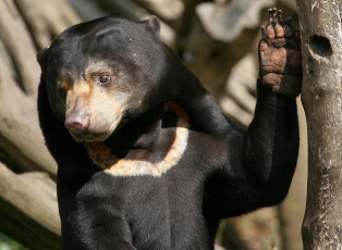 Картинка животные медведи дапа медведь морда зверь