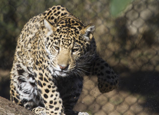 Картинка животные Ягуары кошка подросток морда лапа