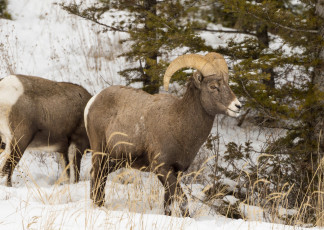 Картинка животные овцы +бараны рога снег