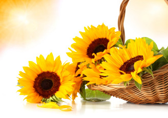 Картинка цветы подсолнухи корзинка листья