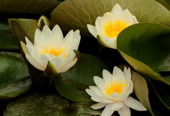 Картинка цветы лилии+водяные +нимфеи +кувшинки водоем лисьтя оранжевые белые кувшинки