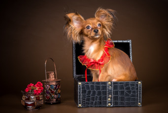 обоя животные, собаки, чихуахуа