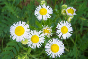 Картинка цветы астры белые луговые лепестки-иголки