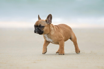 Картинка животные собаки щенок