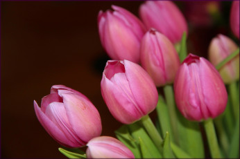 Картинка цветы тюльпаны розовые