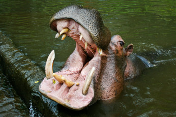 Картинка животные богомолы клыки пасть гиппопотам