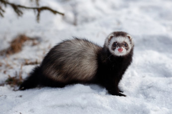 Картинка животные хорьки +куницы +горностаи +ласки +соболи зверек