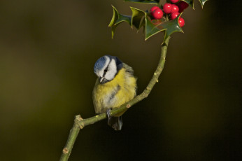 Картинка животные птицы птица ветка ягоды