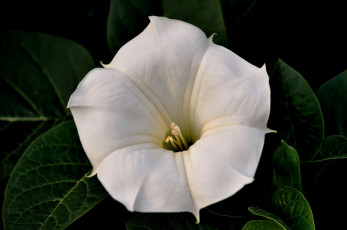 Картинка цветы бругмансия+ дурман +трубы+ангела