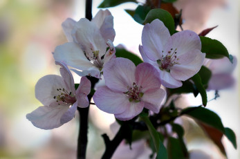 Картинка цветы цветущие+деревья+ +кустарники ветка