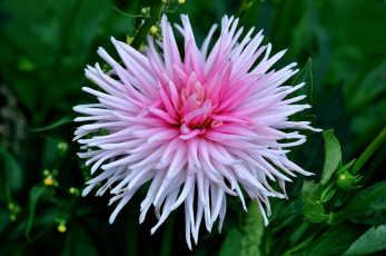 Картинка цветы георгины светлый георгин