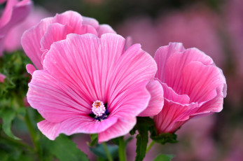 Картинка цветы лаватера розовая мальва