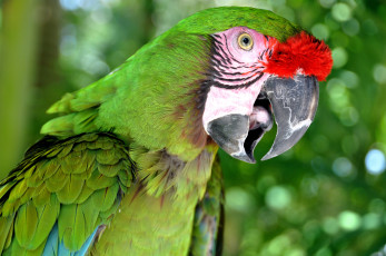 Картинка животные попугаи зеленый